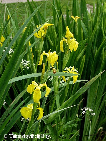 Iris pseudacorus
